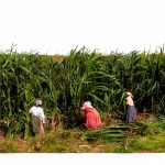 Black History and Capitalism: A New Perspective by University of-0