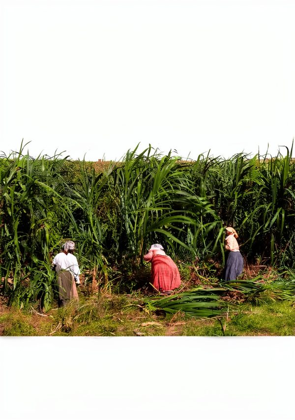 Black History and Capitalism: A New Perspective by University of-0